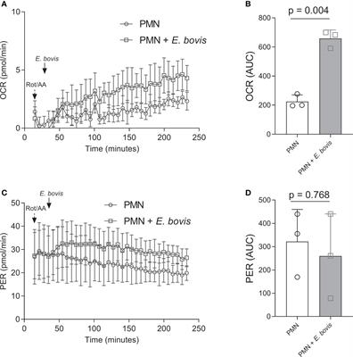 Glycolysis, monocarboxylate transport, and purinergic signaling are key events in Eimeria bovis-induced NETosis